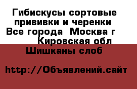 Гибискусы сортовые, прививки и черенки - Все города, Москва г.  »    . Кировская обл.,Шишканы слоб.